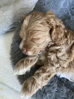 Stormy, a female Cockapoo for sale in Elk Grove, CA – 3 of 6