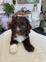 Splash, a female Cockapoo for sale in Elk Grove, CA – 1 of 6