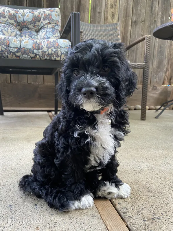 Cruz – Cockapoo puppy for sale in Elk Grove, CA