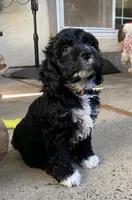 Cruz, a male Cockapoo for sale in Elk Grove, CA – 2 of 9
