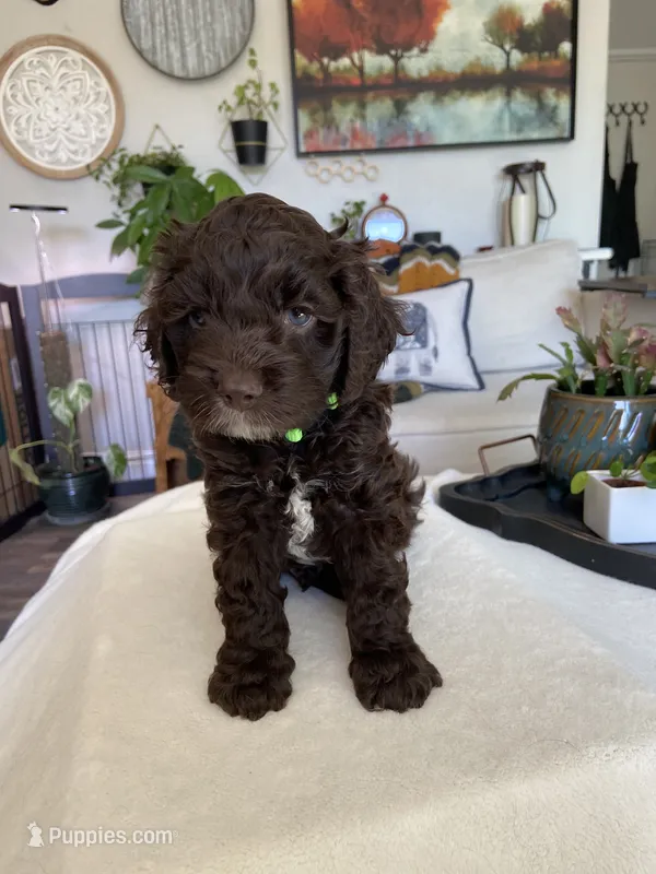 Cove – Cockapoo puppy for sale in Elk Grove, CA