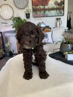 Cove, a male Cockapoo for sale in Elk Grove, CA – 1 of 5