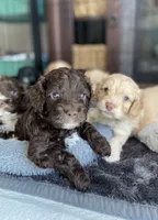 Cove, a male Cockapoo for sale in Elk Grove, CA – 3 of 5