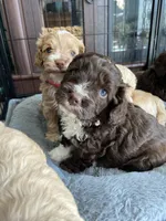 Splash, a female Cockapoo for sale in Elk Grove, CA – 3 of 6