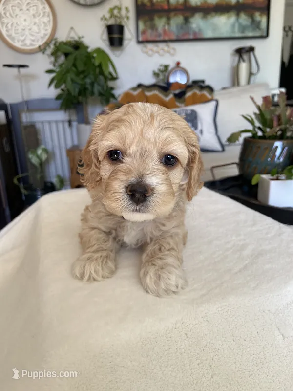Pearl – Cockapoo puppy for sale in Elk Grove, CA