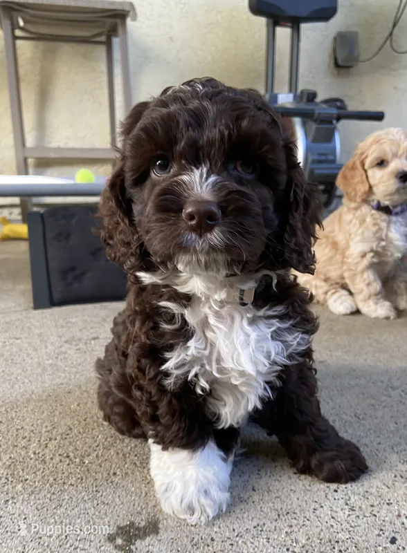 Bella – Cockapoo puppy on hold in Elk Grove, CA