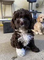 Bella, a female Cockapoo for sale in Elk Grove, CA – 1 of 8