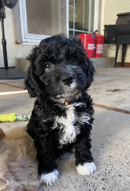 Cruiser – Cockapoo puppy for sale in Elk Grove, CA
