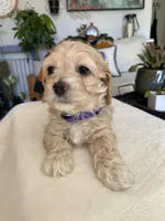 Pearl, a female Cockapoo for sale in Elk Grove, CA – 3 of 4