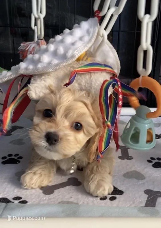 Pearl – Cockapoo puppy for sale in Elk Grove, CA