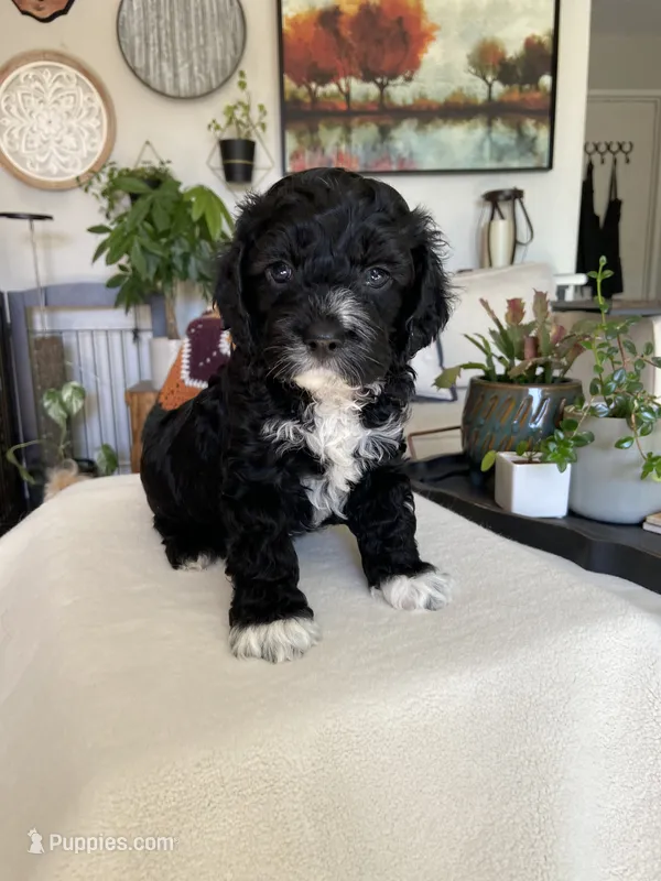 Cruiser – Cockapoo puppy for sale in Elk Grove, CA