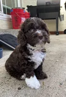Splash, a female Cockapoo for sale in Elk Grove, CA – 2 of 6