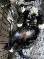 Cruz, a male Cockapoo for sale in Elk Grove, CA – 9 of 9