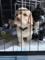 Tug, a male Cockapoo for sale in Elk Grove, CA – 2 of 3
