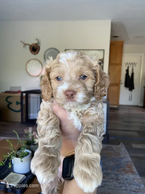 Stormy – Cockapoo puppy on hold in Elk Grove, CA