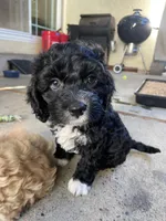 Cruz, a male Cockapoo for sale in Elk Grove, CA – 3 of 9