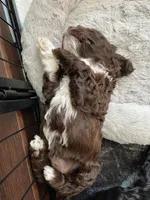 Splash, a female Cockapoo for sale in Elk Grove, CA – 4 of 6