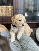 Pearl, a female Cockapoo for sale in Elk Grove, CA – 2 of 4
