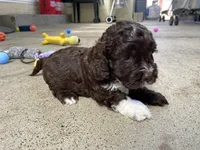 Splash, a female Cockapoo for sale in Elk Grove, CA – 5 of 6