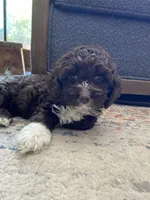 Bella, a female Cockapoo for sale in Elk Grove, CA – 4 of 8