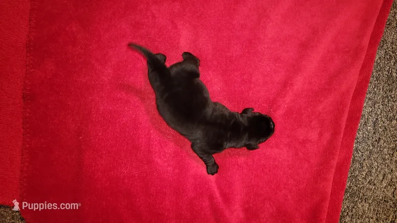 Micky – Labrador Retriever puppy for sale in Lowpoint, IL