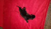 Micky, a male Labrador Retriever for sale in Lowpoint, IL – 1 of 1