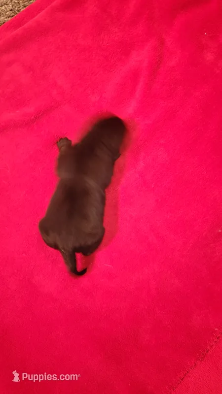 Molly – Labrador Retriever puppy for sale in Lowpoint, IL