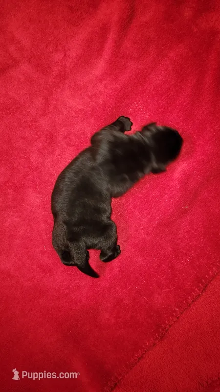 Minnie – Labrador Retriever puppy for sale in Lowpoint, IL
