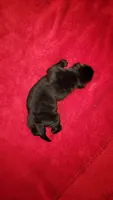 Minnie, a female Labrador Retriever for sale in Lowpoint, IL – 1 of 1