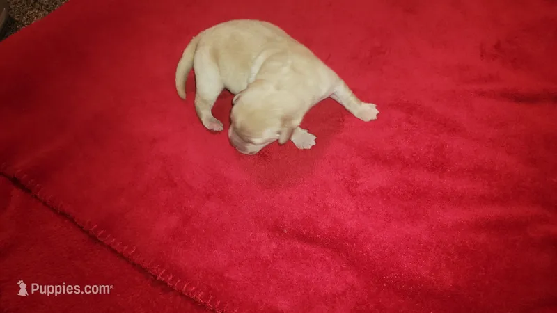 Daisy – Labrador Retriever puppy for sale in Lowpoint, IL