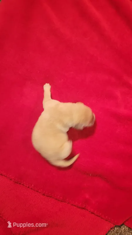 Donald – Labrador Retriever puppy for sale in Lowpoint, IL
