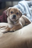 Bently, a male Puggle for sale in Apple Creek, OH – Photo 1 of 6