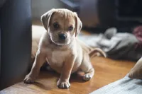 Bently, a male Puggle for sale in Apple Creek, OH – Photo 3 of 6