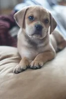 Bently, a male Puggle for sale in Apple Creek, OH – Photo 5 of 6