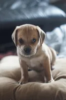 Bently, a male Puggle for sale in Apple Creek, OH – Photo 4 of 6