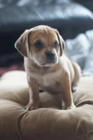 Bently, a male Puggle for sale in Apple Creek, OH – Photo 2 of 6