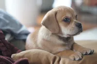 Bently, a male Puggle for sale in Apple Creek, OH – Photo 6 of 6