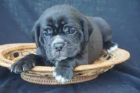 Finely, a male Puggle for sale in Apple Creek, OH – 5 of 5