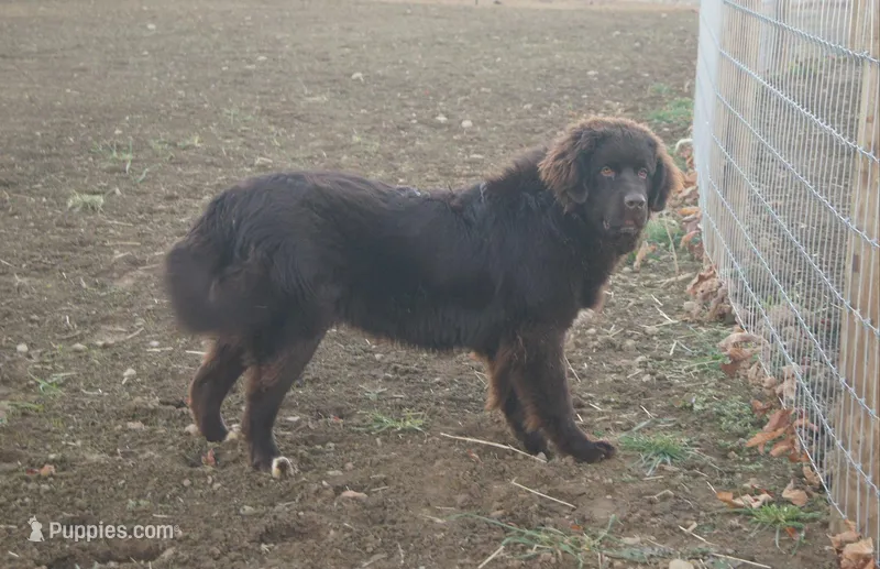 Foxi – Newfoundland puppy for sale in Apple Creek, OH