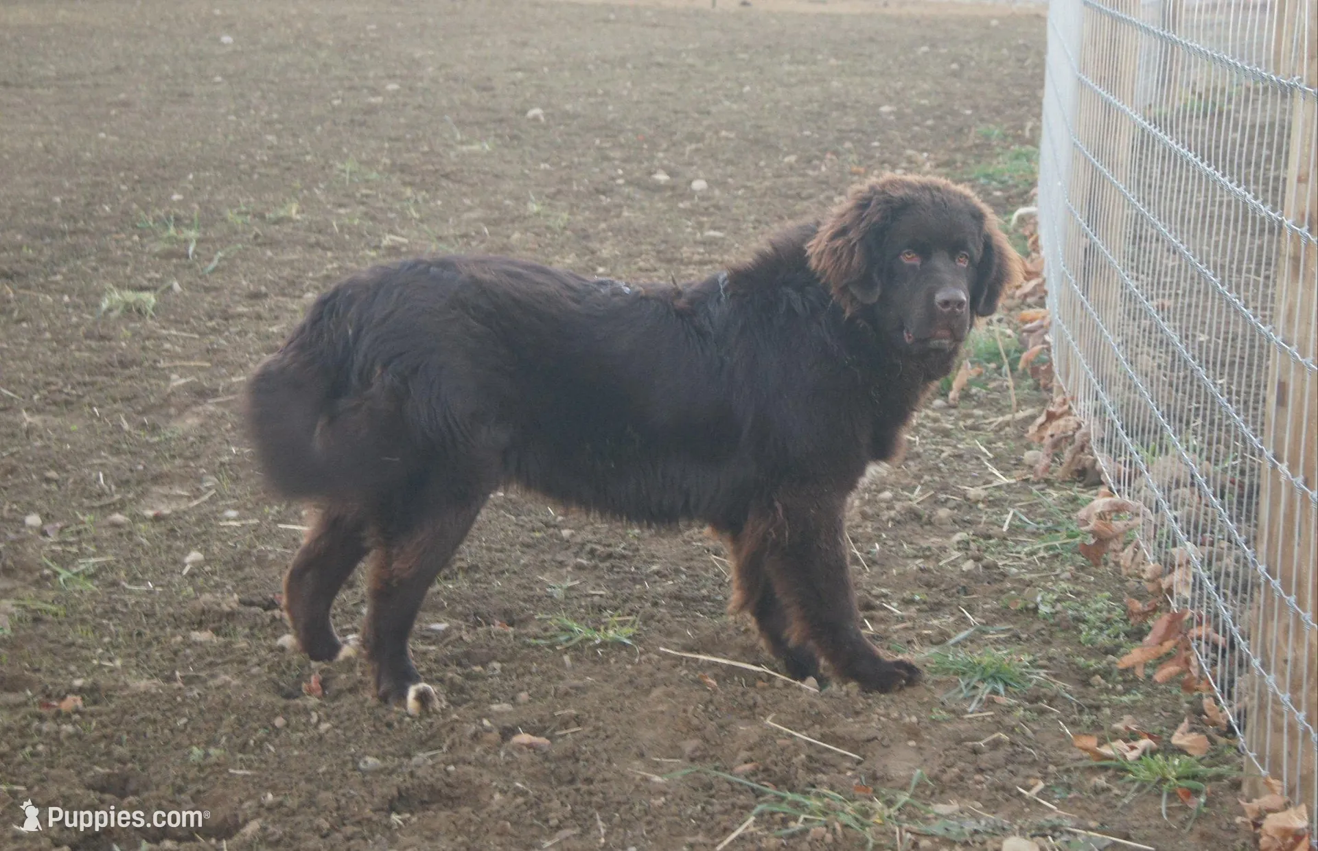 Foxi, a female Newfoundland for sale in Apple Creek, OH – Photo 1 of 3
