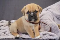 Hugo, a male Puggle for sale in Apple Creek, OH – 3 of 3