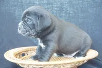 Finely, a male Puggle for sale in Apple Creek, OH – 4 of 5