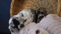 Dusty, a male Puggle for sale in Apple Creek, OH – 5 of 6