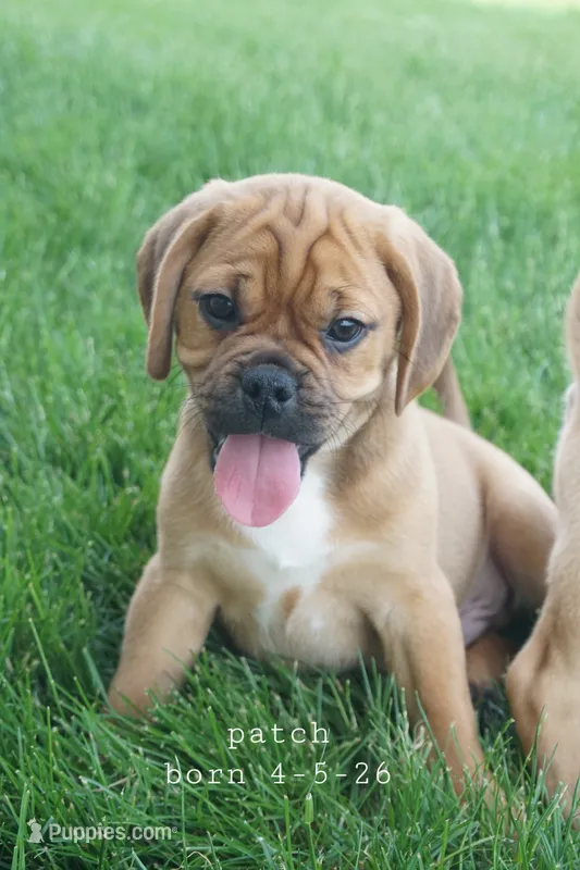 Patch – Puggle puppy for sale in Apple Creek, OH
