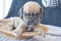 cal, a male Puggle for sale in Apple Creek, OH – 2 of 4