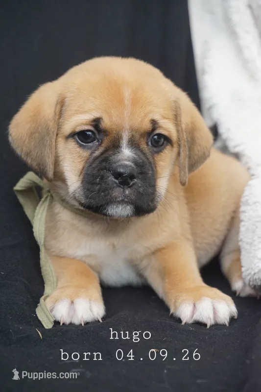 Hugo – Puggle puppy for sale in Apple Creek, OH
