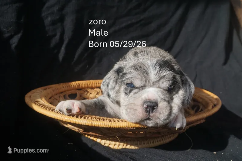 Zoro – Puggle puppy for sale in Apple Creek, OH