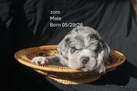 Zoro, a male Puggle for sale in Apple Creek, OH – 1 of 4