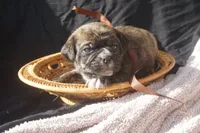 Fern, a female Puggle for sale in Apple Creek, OH – 2 of 4