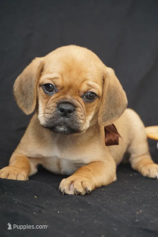 Suki  – Puggle puppy for sale in Apple Creek, OH